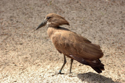 sized_Hamerkop (2).JPG