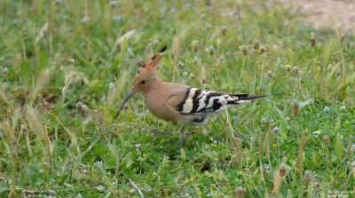 Upupa epops - Hop - Castelló d'Empúries - Spanje.