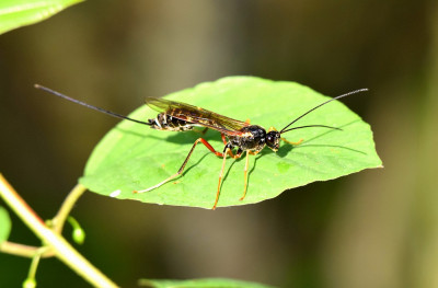 sized_Coleocentrus excitator.JPG