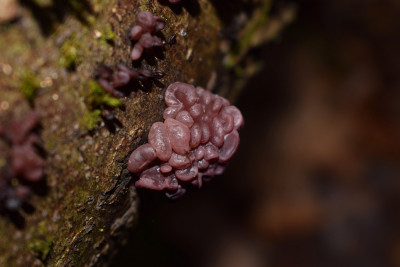 sized_Paarse knoopzwam immertse bossen 31.12.2017.JPG