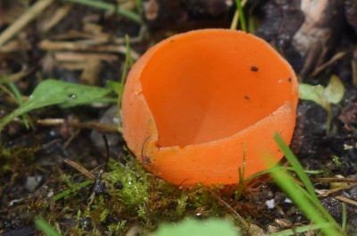 sized_Grote oranje bekerzwam.JPG