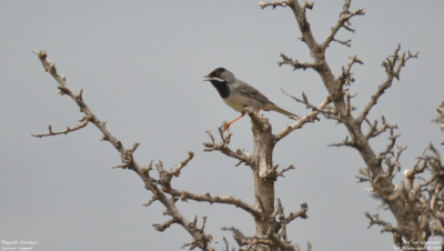 Rüppells Grasmus - Curruca ruppeli - Kavaki -Lesbos - Griekenland