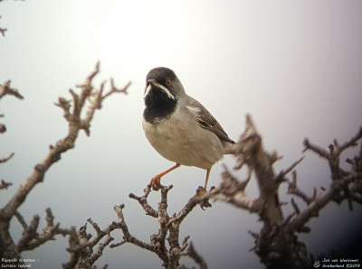 Rüppells Grasmus - Curruca ruppeli - Kavaki - Lesbos - Griekenland