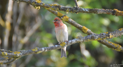 Roodmus - Carpodacus erythrinus - Bialowieza - Polen