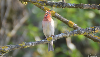 Roodmus - Carpodacus erythrinus - Bialowieza - Polen