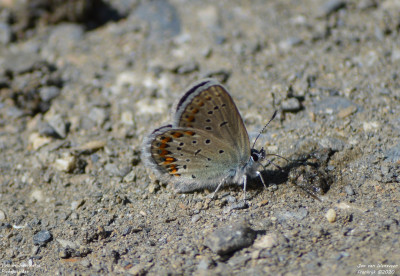 Vals heideblauwtje - Plebejus idas - Gouaux-de-Larboust - Frankrijk