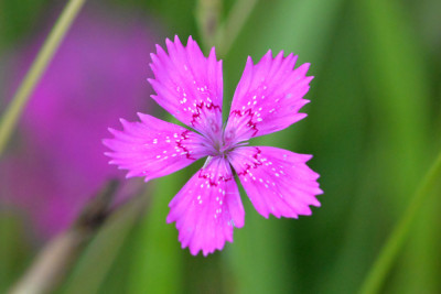 Steenanjer