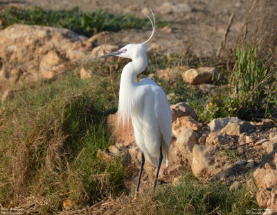 Kleine Zilverreiger - Egretta garzetta - Deltebre - Spanje