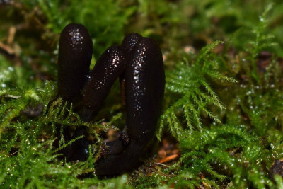 sized_zwarte truffelknotszwam.JPG