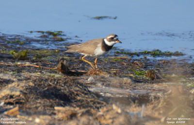 Bontbekplevier - Charadrius hiaticula - Deltebre - Spanje