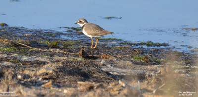 Bontbekplevier - Charadrius hiaticula - Deltebre - Spanje