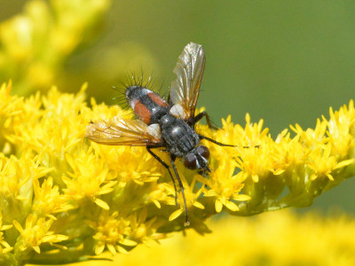 Eriothrix rufomaculata