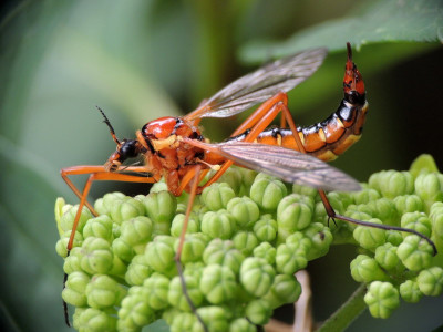 Ctenophora pectinicornis