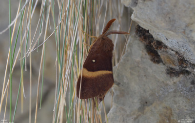 Hageheld - Lasiocampa quercus - Picos - Spanje