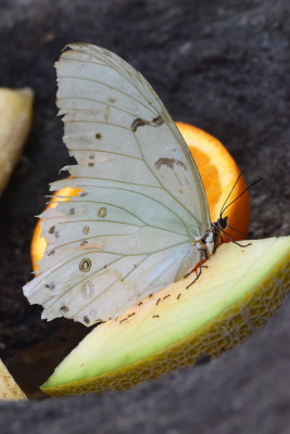 Witte Morpho