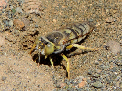 Bembix oculata ♂