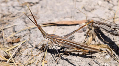 Truxalis eximia cypria