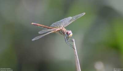 Zwervende heidelibel - Sympetrum fonscolombii - Amposta - Spanje