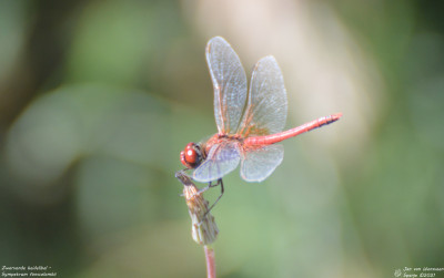 Zwervende heidelibel - Sympetrum fonscolombii - Amposta - Spanje