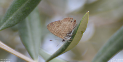 Klein tijgerblauwtje - Leptotes pirithous - Bitem - Spanje