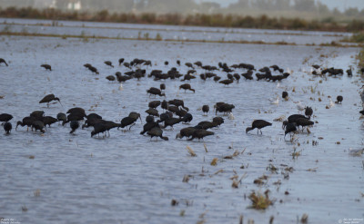 Zwarte Ibis - Plegadis falcinellus - Carmales - Spanje