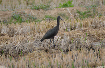 Zwarte Ibis - Plegadis falcinellus - Carmales - Spanje