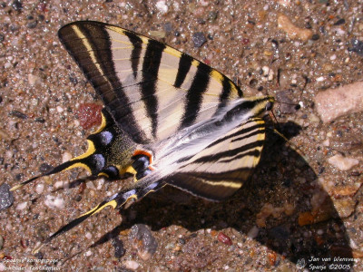 Spaanse koningspage - Iphiclides feisthamelii - Montanuy - Spanje