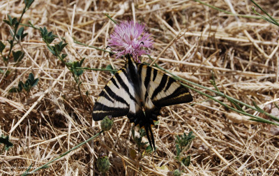 Spaanse koningspage - Iphiclides feisthamelii - Loarre - Spanje