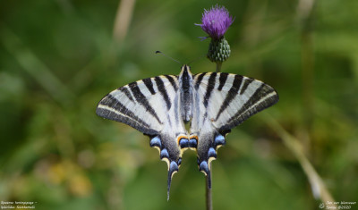 Spaanse koningspage - Iphiclides feisthamelii - Río Isábena  - Spanje