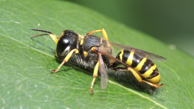 Ectemnius sexcinctus ♀