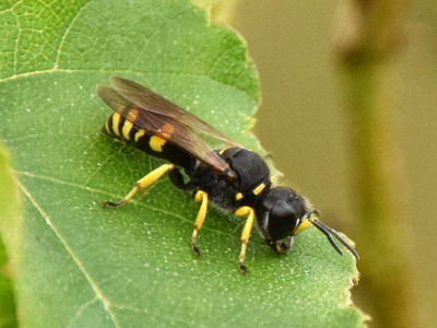 Ectemnius continuus ♂