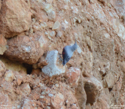 Rotskruiper - Tichodroma muraria - Horta de Sant Joan - Spanje