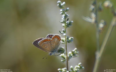 Esparcetteblauwtje - Polyommatus thersites -    Valpelline - Italie