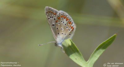 Esparcetteblauwtje - Polyommatus thersites -  Aymavilles - Italie