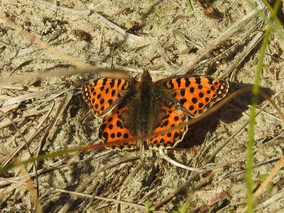 RSCN5897.JPG