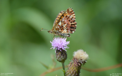 Titania's parelmoervlinder - Boloria titania - Nus - Italie