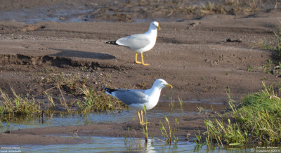 Geelpootmeeuw - Larus michahellis - Lesbos - Tsiknias / East River