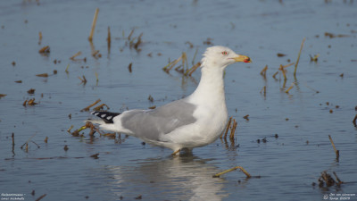 Geelpootmeeuw - Larus michahellis - Camarles - Spanje