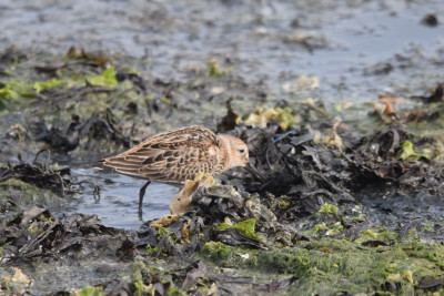 Bonte strandloper