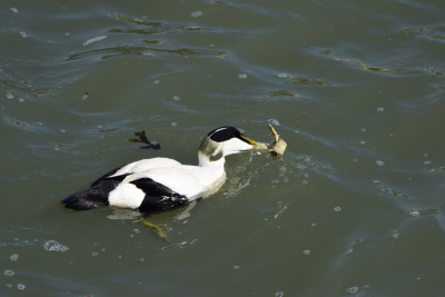 Eider ♂