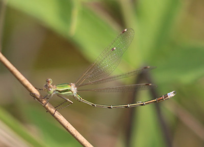 IMG_2309-2 Zwervende pantserjuffer (Lestes barbarus) man.jpg