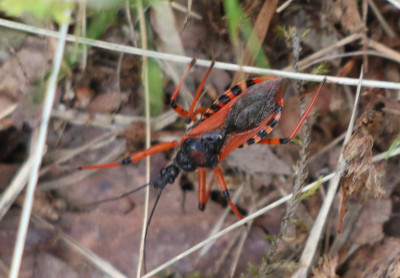 IMG_2589-2 Rode roofwants (Rhynocoris iracundus).jpg