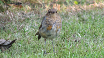 Roodborst