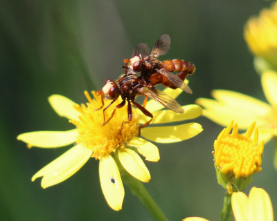 IMG_1429-2 Roestbruine kromlijf (Sicus ferrugineus).jpg