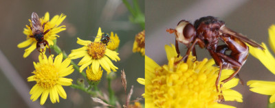 IMG_2145-2 Roestbruine kromlijf (Sicus ferrugineus).jpg