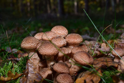 sized_DSC_2092.JPG