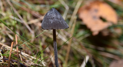 sized_zwarte melksteelmycena.JPG
