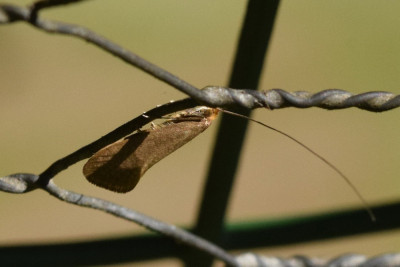 Bleke langsprietmot