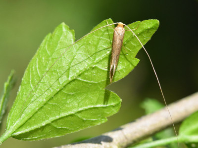 Bleke langsprietmot
