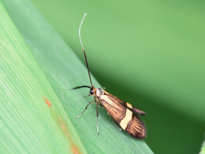 Geelbandlangsprietmot (v)